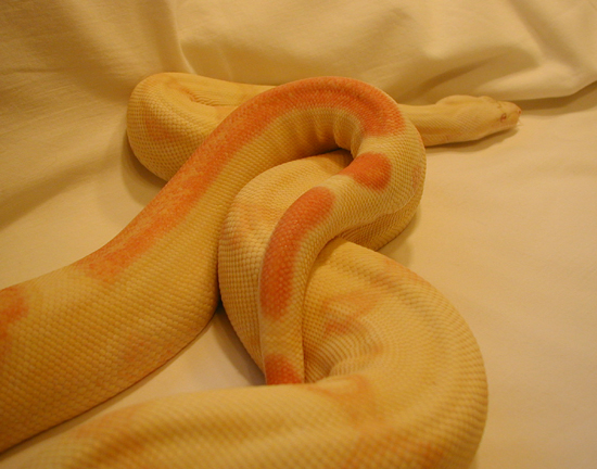 03' striped albino male