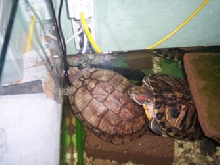 my red eared sliders sleeping
