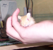 my gerbil in my hand