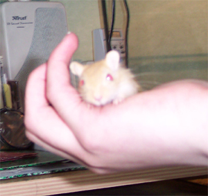 my gerbil in my hand
