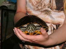 me holding my red eared slider cathy