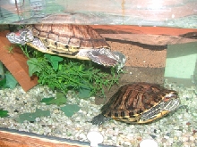 my red eared sliders in de water.