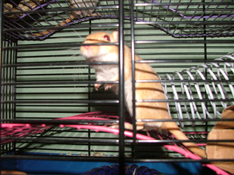 my gerbil nemesis