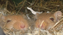 my gerbils in there selfmade nest