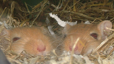 my gerbils in there selfmade nest