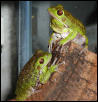 Hyla gratiosa