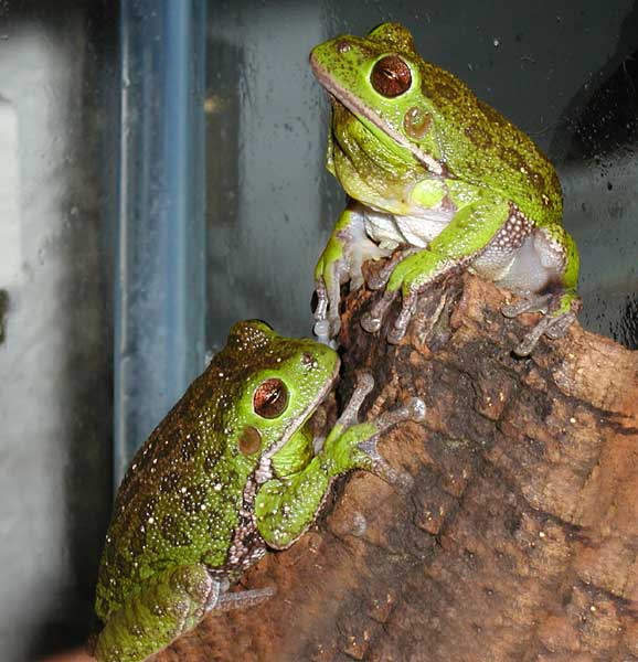 Hyla gratiosa