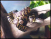 Lampropeltis getula floridana