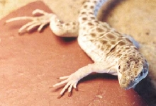 Gambelia wislizeni