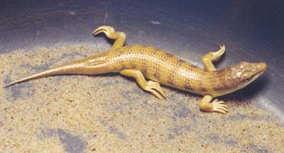 Scincus scincus