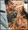 Bufo variegatus