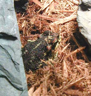 Bufo variegatus