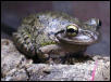 Osteopilus septentrionalis