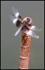 Lovely Dragonfly