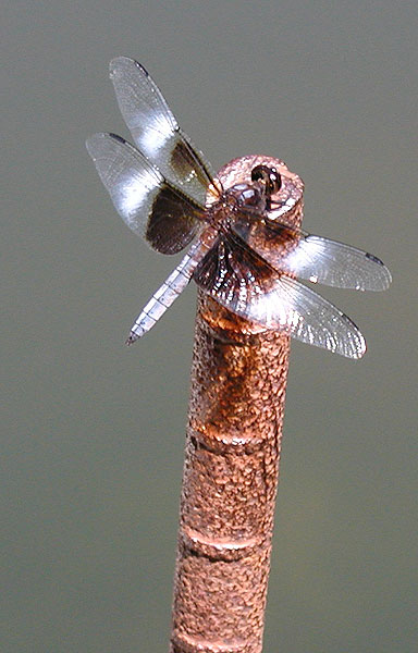 Lovely Dragonfly
