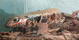 Mochlus fernandi