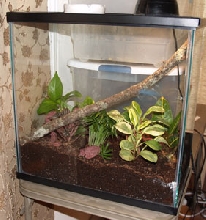 Rhacodactylus ciliatus enclosure