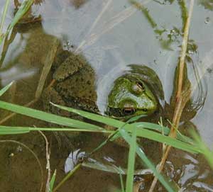 Rana clamitans