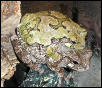 Hyla versicolor in amplexus