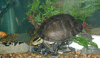 Cuora amboinensis