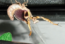 Scary Bud-Wing Mantis