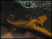 Taricha granulosa