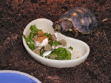 Geochelone carbonaria