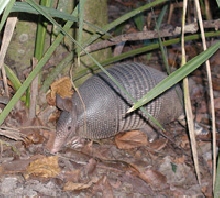 Armadillo