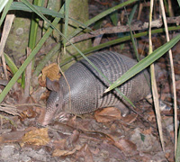 Armadillo