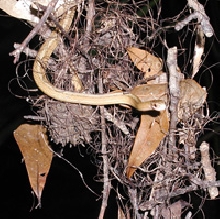 Storeria dekayi