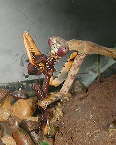 Bud-wing Mantis Snacking