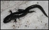 Spotted Salamander