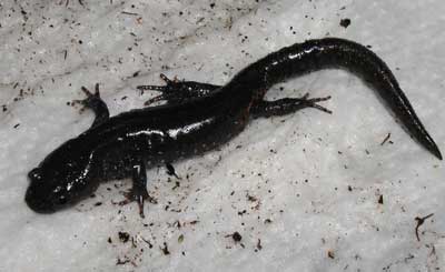 Spotted Salamander