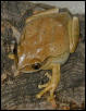 Lleptopelis vermiculatis