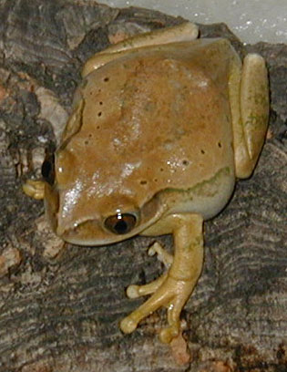 Lleptopelis vermiculatis