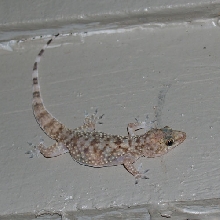Hemidactylus turcicus