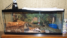 Tiliqua scincoides scincoides chowing down