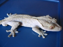 My new Crested male!