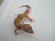 Female Hypo