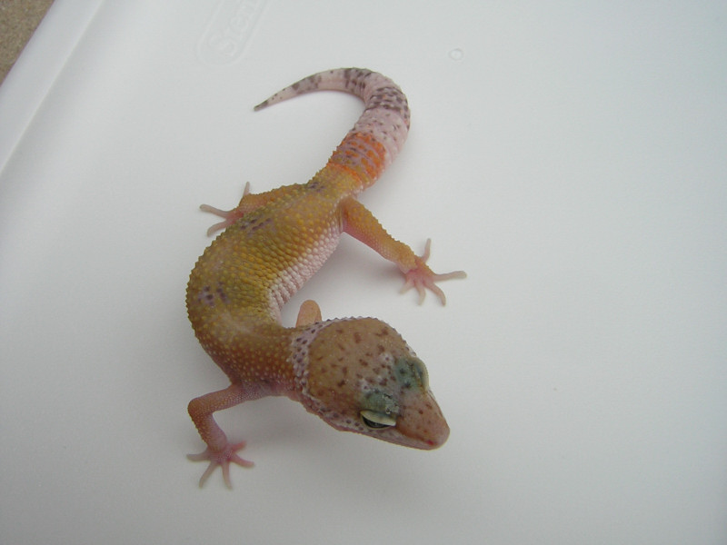 Female Hypo