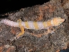 Giant Tangerine Male