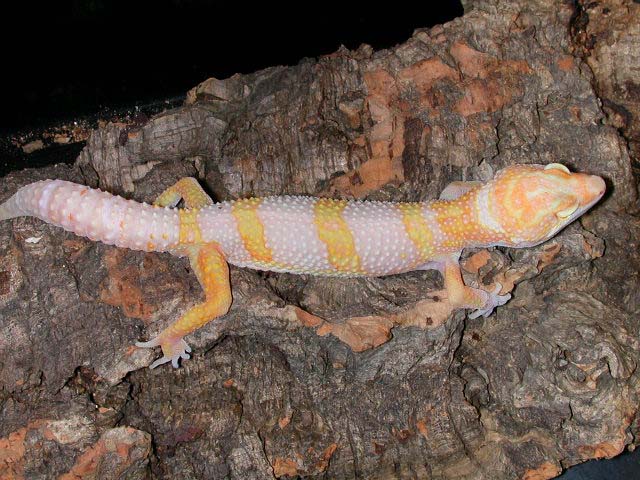 Giant Tangerine Male