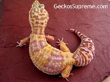 Female Tremper Albino