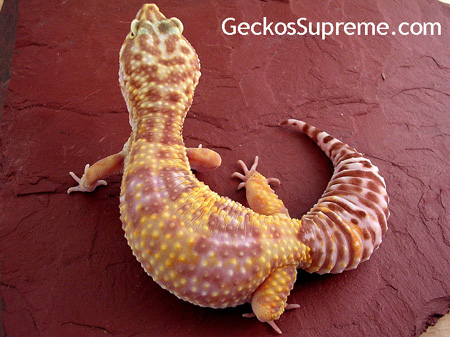 Female Tremper Albino