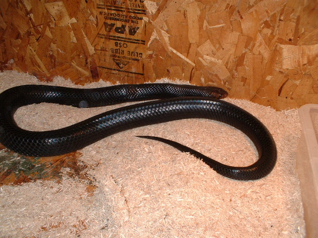Black Jack II
