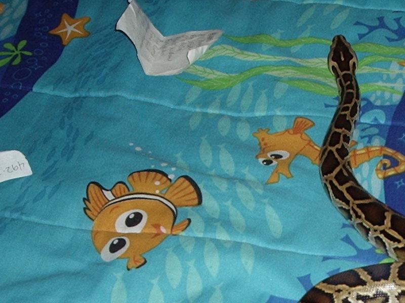 Nemo