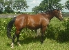 Desirabull