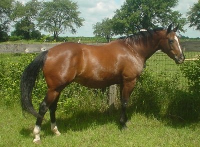 Desirabull