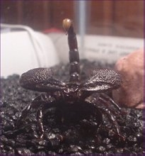 Emperor Scorpion