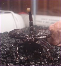 Emperor Scorpion